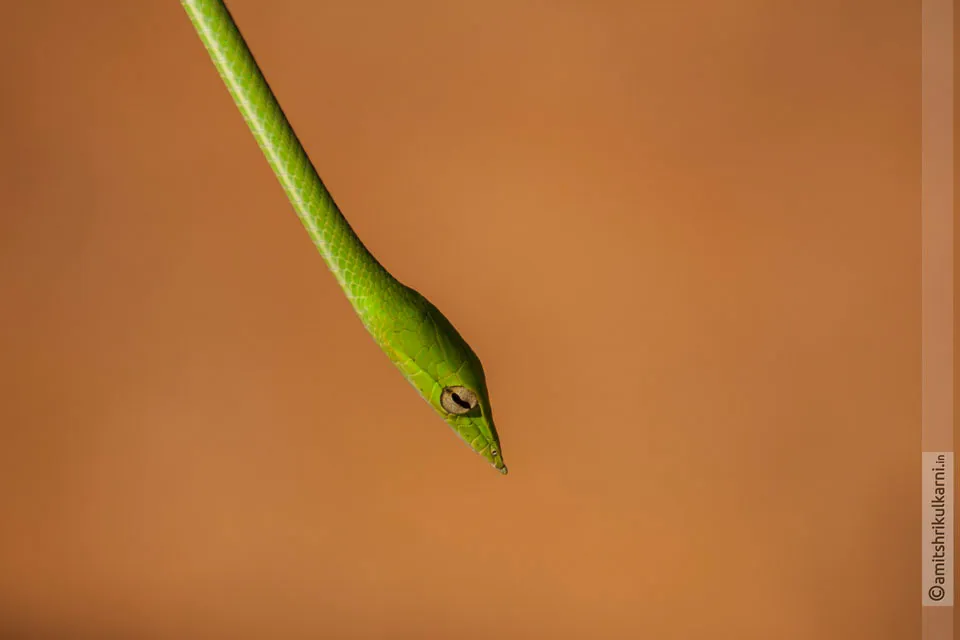 हरणटोळ