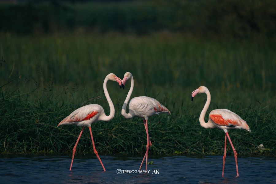Around Pune - Flamingos at Bhigwan